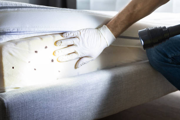Best Local Pest Control Services  in Jackson, OH