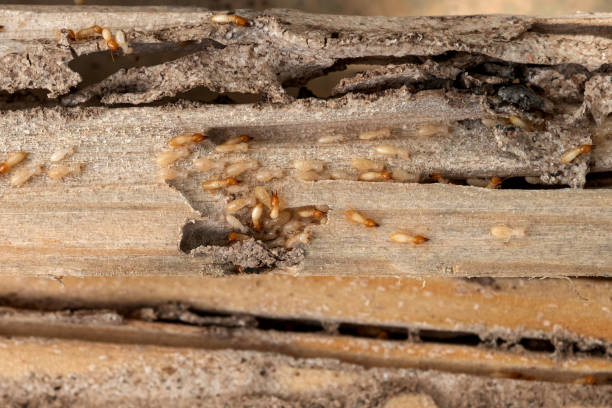 Best Flea Control Services  in Jackson, OH